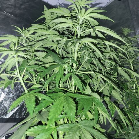 RQS -  Titan F1  #2 growlog timeline photo