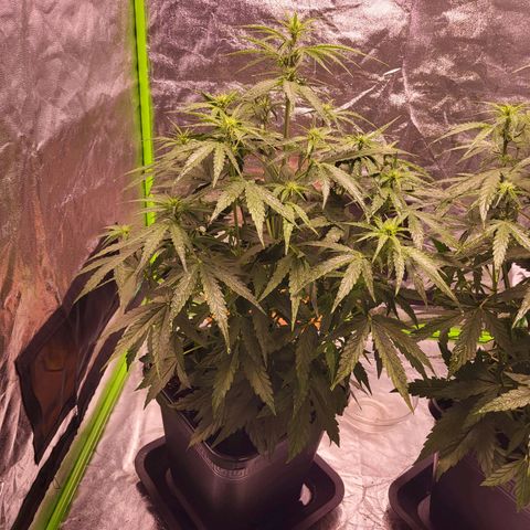 RQS -  Titan F1  #2 growlog timeline photo