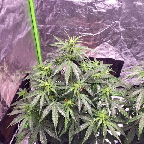 RQS -  Titan F1  #2 growlog timeline photo