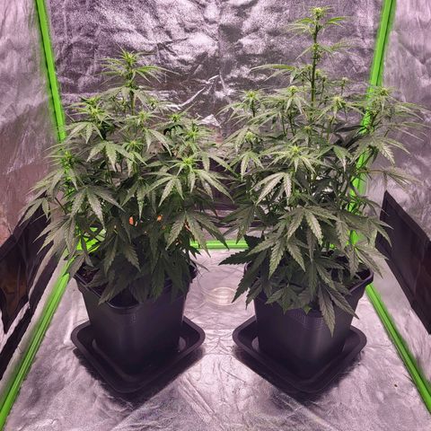 RQS -  Titan F1  #2 growlog timeline photo
