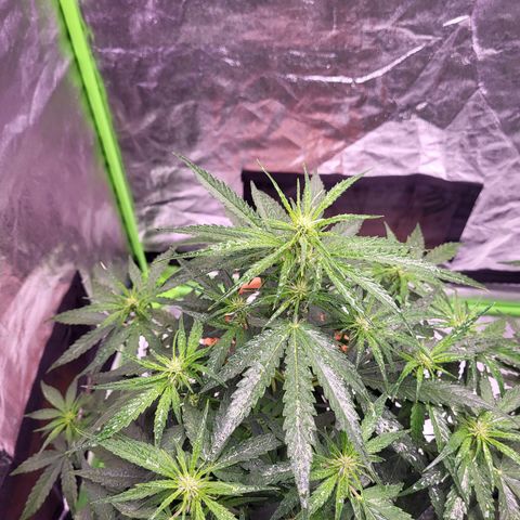 RQS -  Titan F1  #2 growlog timeline photo