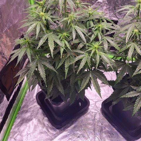 RQS -  Titan F1  #2 growlog timeline photo