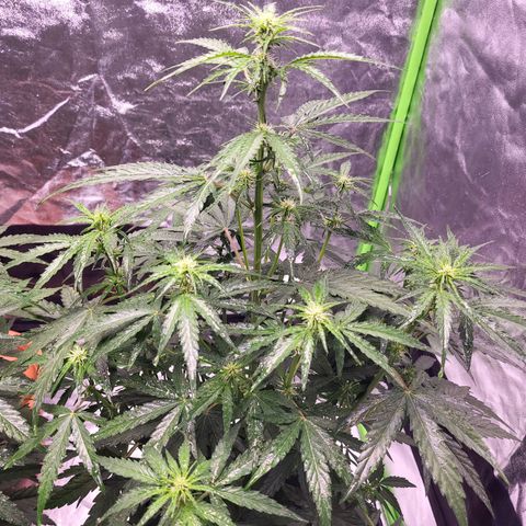 RQS -  Titan F1  #2 growlog timeline photo