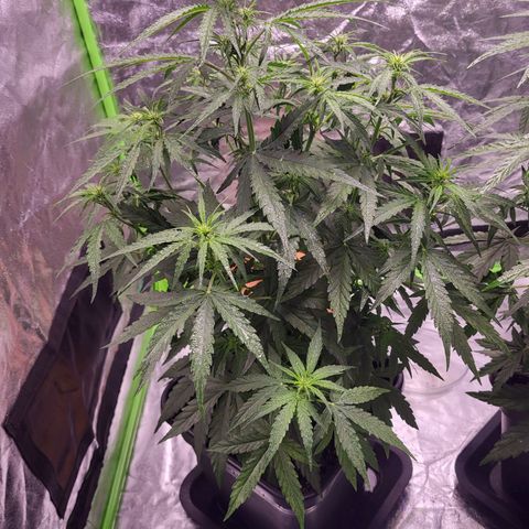 RQS -  Titan F1  #2 growlog timeline photo