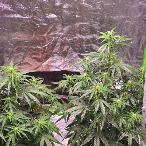 RQS -  Titan F1  #1 growlog timeline photo