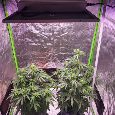 RQS -  Titan F1  #1 growlog timeline photo