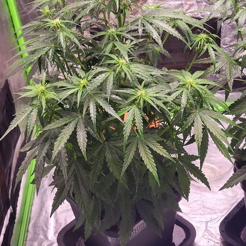 RQS -  Titan F1  #1 growlog timeline photo