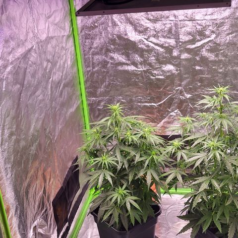 RQS -  Titan F1  #1 growlog timeline photo
