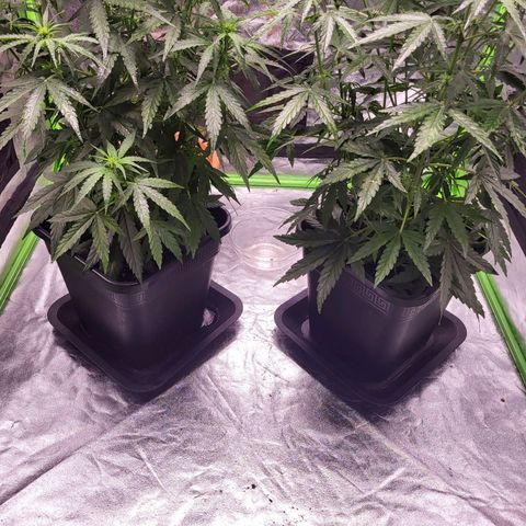 RQS -  Titan F1  #1 growlog timeline photo