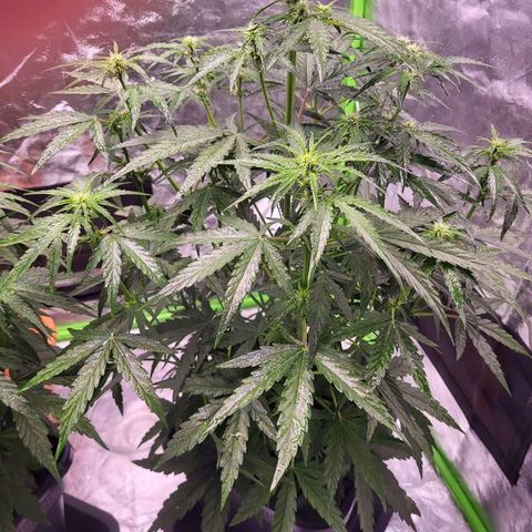 RQS -  Titan F1  #1 growlog timeline photo