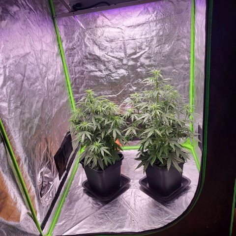 RQS -  Titan F1  #1 growlog timeline photo