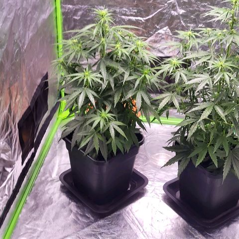 RQS -  Titan F1  #1 growlog timeline photo