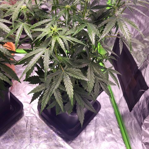 RQS -  Titan F1  #1 growlog timeline photo