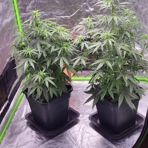 RQS -  Titan F1  #1 growlog timeline photo