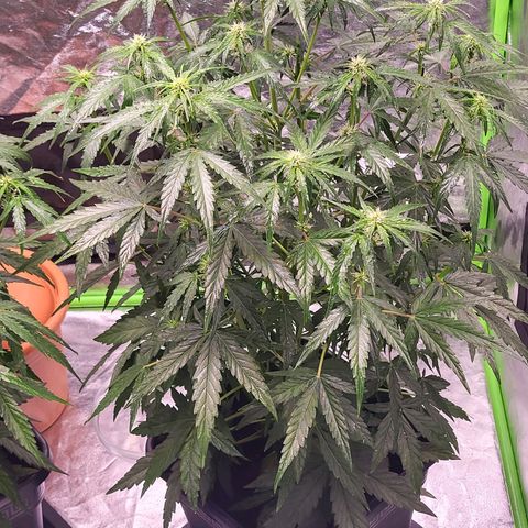 RQS -  Titan F1  #1 growlog timeline photo