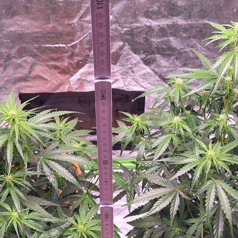 RQS -  Titan F1  #1 growlog timeline photo