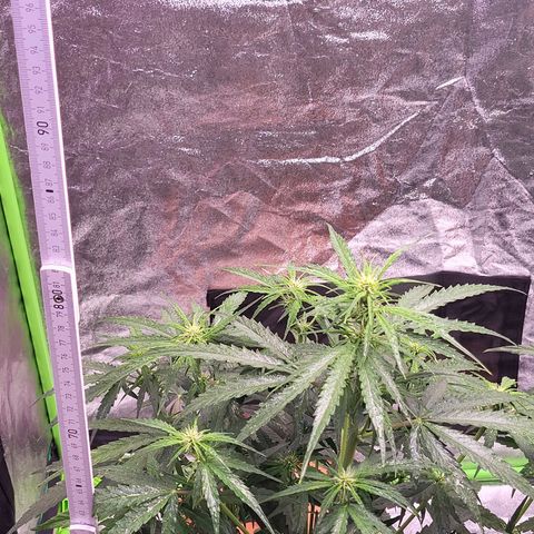 RQS -  Titan F1  #1 growlog timeline photo