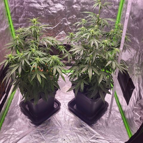 RQS -  Titan F1  #1 growlog timeline photo