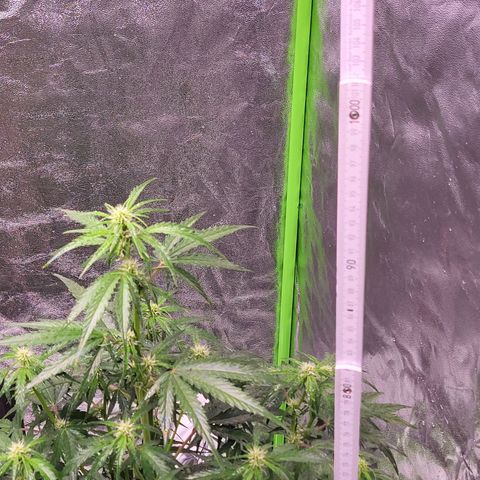 RQS -  Titan F1  #1 growlog timeline photo