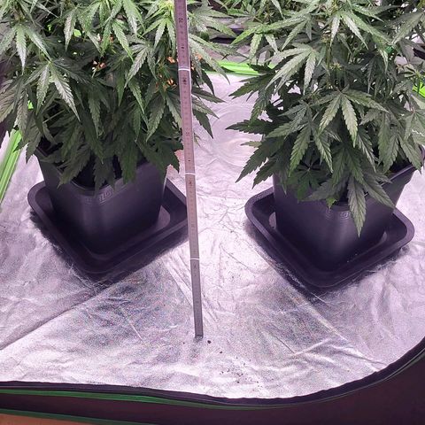 RQS -  Titan F1  #1 growlog timeline photo