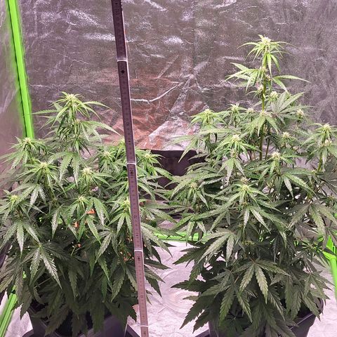 RQS -  Titan F1  #1 growlog timeline photo