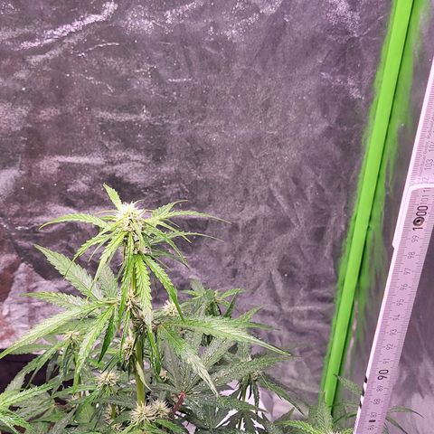 RQS -  Titan F1  #1 growlog timeline photo
