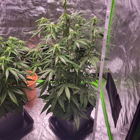 RQS -  Titan F1  #1 growlog timeline photo