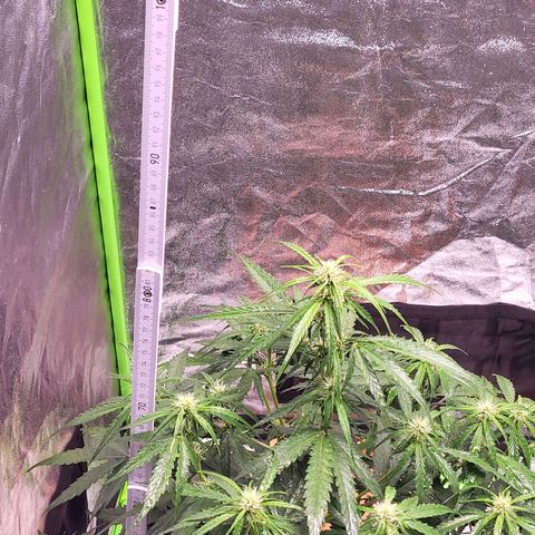 RQS -  Titan F1  #1 growlog timeline photo