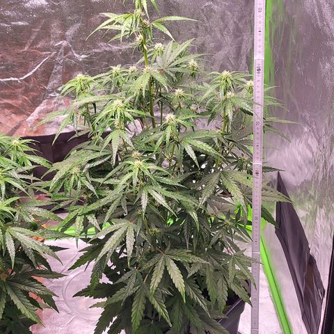 RQS -  Titan F1  #2 growlog timeline photo