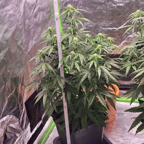 RQS -  Titan F1  #1 growlog timeline photo
