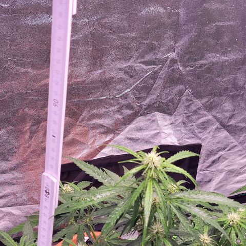 RQS -  Titan F1  #1 growlog timeline photo