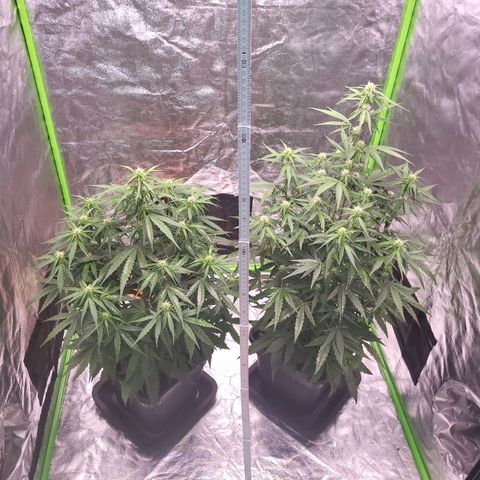 RQS -  Titan F1  #1 growlog timeline photo