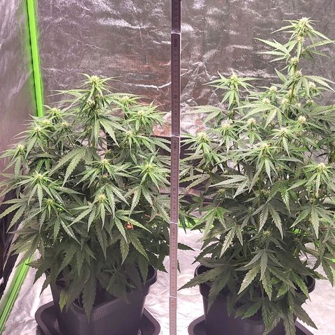 RQS -  Titan F1  #1 growlog timeline photo