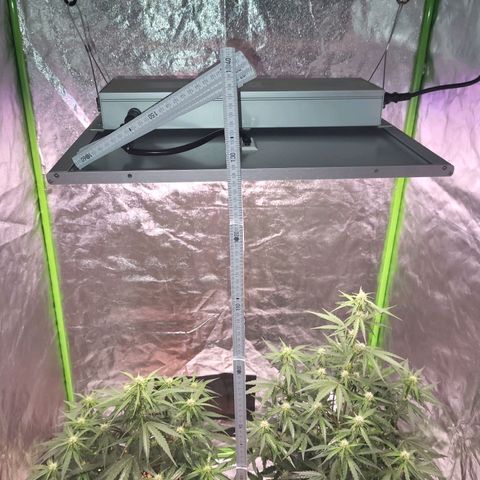 RQS -  Titan F1  #1 growlog timeline photo