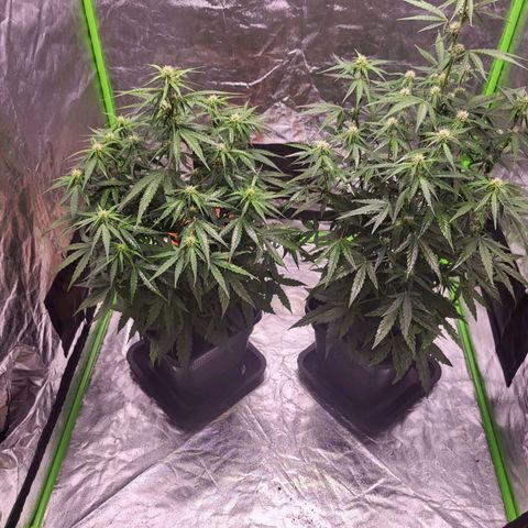 RQS -  Titan F1  #1 growlog timeline photo