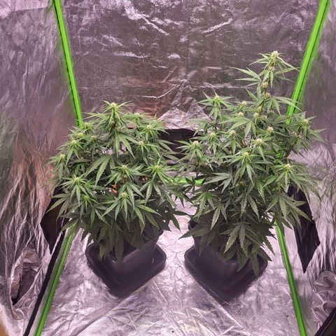 RQS -  Titan F1  #1 growlog timeline photo