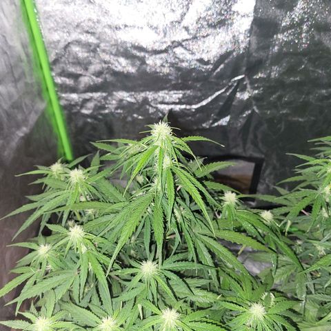 RQS -  Titan F1  #1 growlog timeline photo