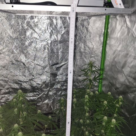 RQS -  Titan F1  #1 growlog timeline photo