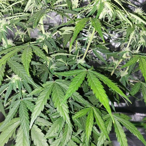 RQS -  Titan F1  #1 growlog timeline photo