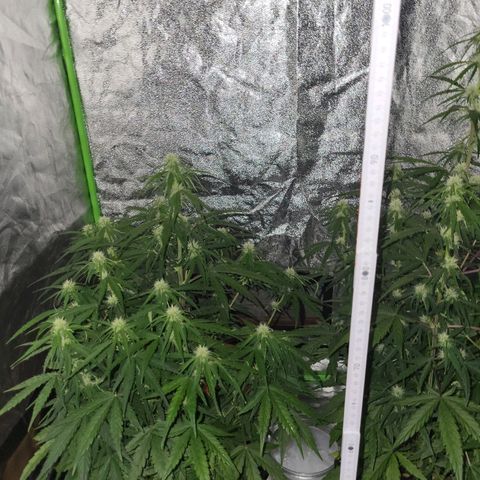 RQS -  Titan F1  #1 growlog timeline photo