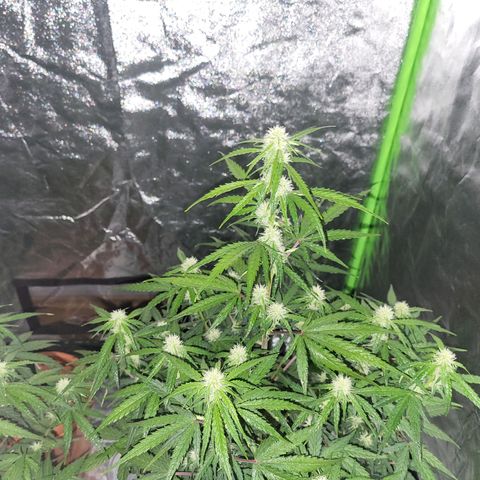 RQS -  Titan F1  #1 growlog timeline photo