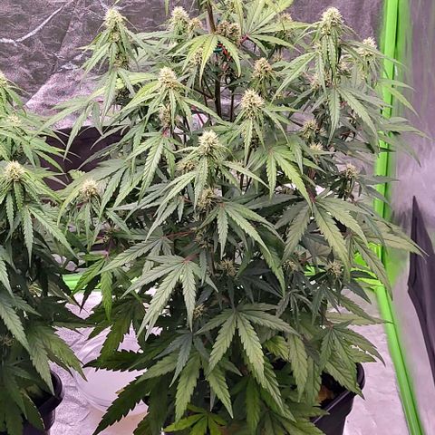 RQS -  Titan F1  #1 growlog timeline photo