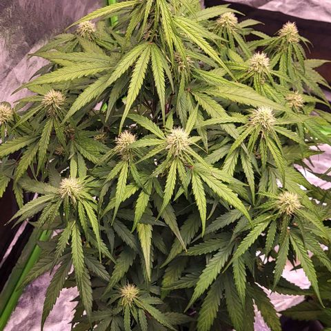 RQS -  Titan F1  #1 growlog timeline photo