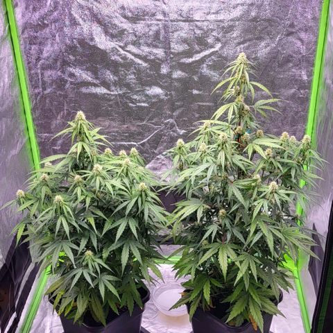 RQS -  Titan F1  #1 growlog timeline photo
