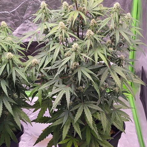RQS -  Titan F1  #1 growlog timeline photo