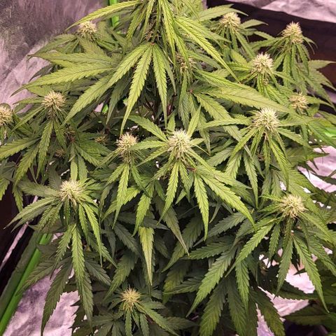 RQS -  Titan F1  #1 growlog timeline photo