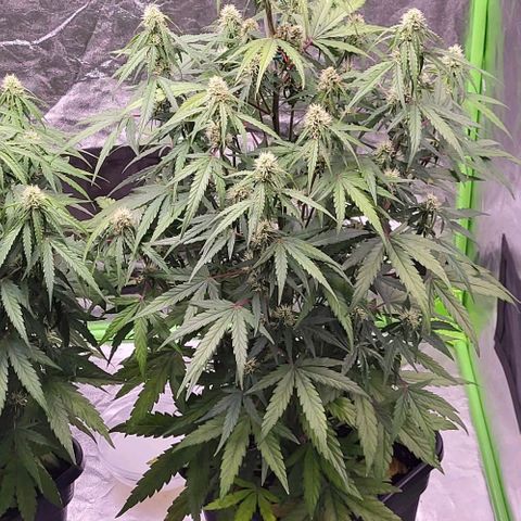 RQS -  Titan F1  #2 growlog timeline photo