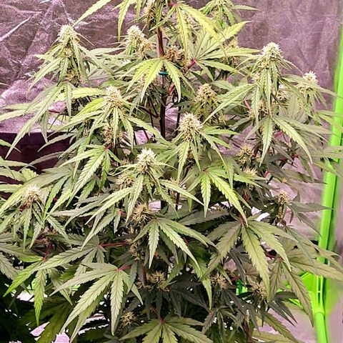 RQS -  Titan F1  #1 growlog timeline photo