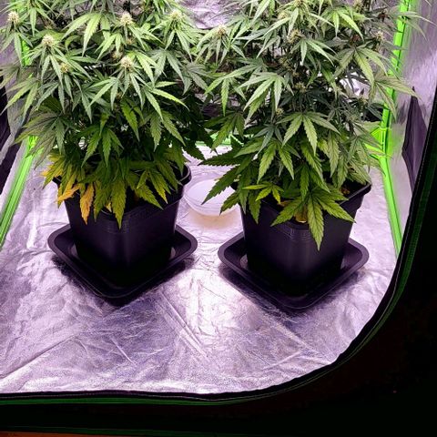 RQS -  Titan F1  #1 growlog timeline photo