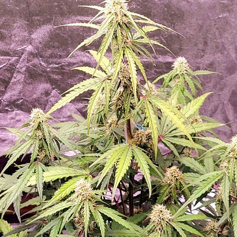 RQS -  Titan F1  #1 growlog timeline photo